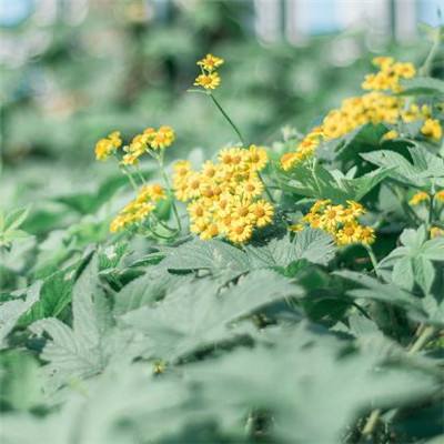 安博体育的最新版本手机app下载